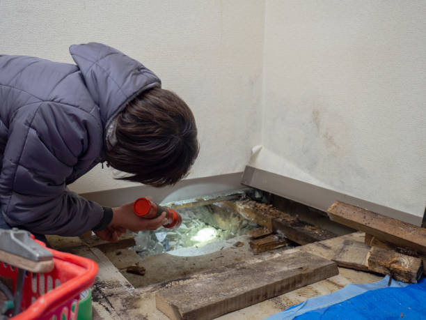 Best Residential Mold Inspection & Testing  in Theresa, WI