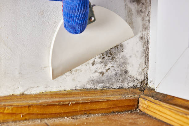 Best Air Quality Testing for Mold Spores  in Theresa, WI